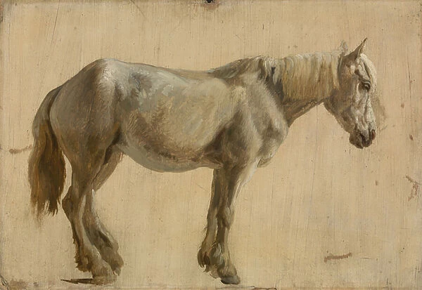 Study of a Grey Horse (oil on paper)