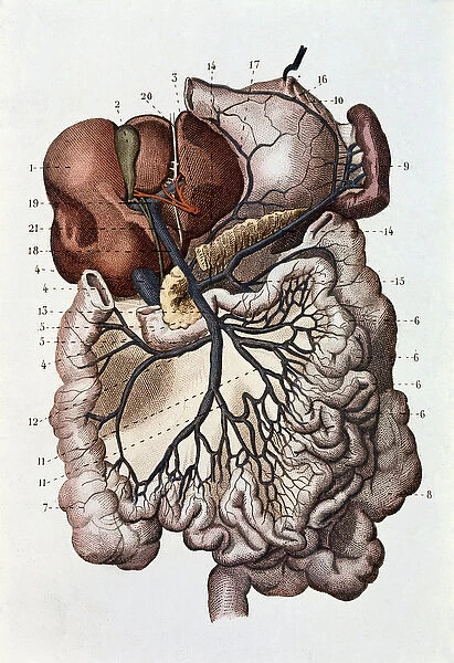 Study of human brain, cerebral hemispheres and cerebellum (engraving, 1870)