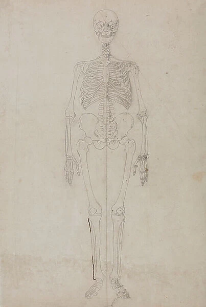 Study of the Human Figure, Anterior View, from A Comparative Anatomical Exposition of the Structure of the Human Body with that of a Tiger and a Common Fowl, c.1795-1806 (graphite & ink on paper)
