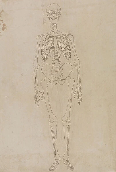 Study of the Human Figure, Anterior View, from A Comparative Anatomical Exposition of the Structure of the Human Body with that of a Tiger and a Common Fowl, c.1795-1806 (graphite & ink on paper)