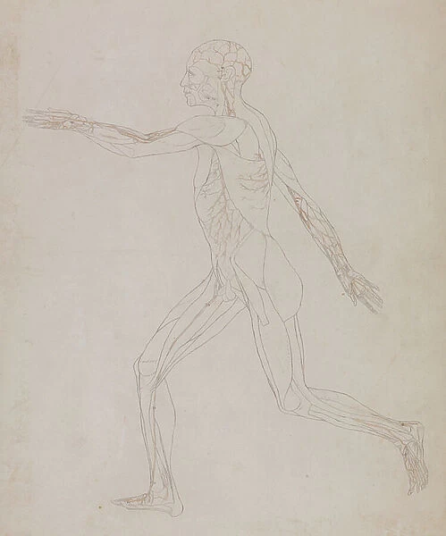 Study of the Human Figure, Lateral View, from A Comparative Anatomical Exposition of the Structure of the Human Body with that of a Tiger and a Common Fowl, c.1795-1806 (graphite on paper)