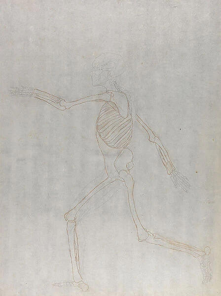 Study of the Human Figure, Lateral View, from A Comparative Anatomical Exposition of the Structure of the Human Body with that of a Tiger and a Common Fowl, 1795-1806 (graphite and red chalk on thin wove paper)
