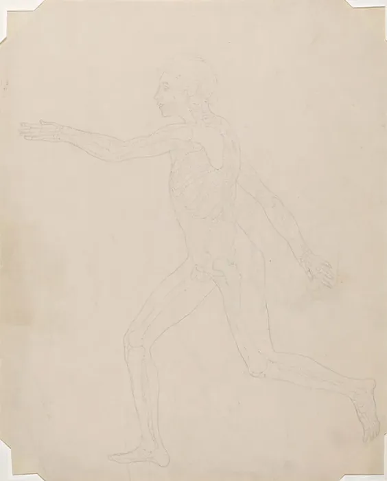 Framed Print : Study of the Human Figure, Lateral View, A Comparative Anatomical Exposition of the Structure of the Human Body with that of a Tiger and a Common Fowl, c.1795-1806 (graphite on cartridge paper)