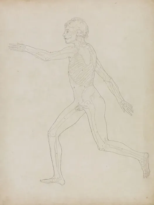 Framed Print : Study of the Human Figure, Lateral View, from A Comparative Anatomical Exposition of the Structure of the Human Body with that of a Tiger and a Common Fowl, 1795-1806 (graphite on heavy wove paper) Framed Print : Study of the Human Figure, Lateral View, from A Comparative Anatomical Exposition of the Structure of the Human Body with that of a Tiger and a Common Fowl, 1795-1806 (graphite on heavy wove paper)