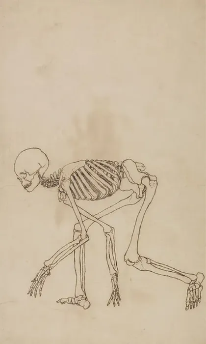 Framed Print : Study of the Human Figure, Lateral View, from A Comparative Anatomical Exposition of the Structure of the Human Body with that of a Tiger and a Common Fowl, 1795-1806 (pen and ink over graphite on wove paper) Framed Print : Study of the Human Figure, Lateral View, from A Comparative Anatomical Exposition of the Structure of the Human Body with that of a Tiger and a Common Fowl, 1795-1806 (pen and ink over graphite on wove paper)