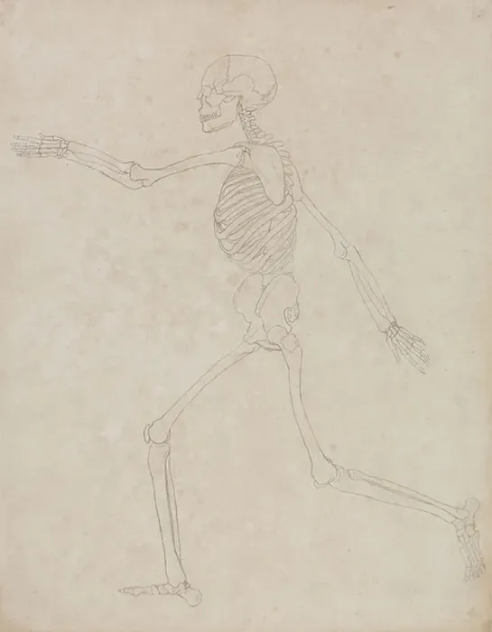 Framed Print : Study of the Human Figure, Lateral View, from A Comparative Anatomical Exposition of the Structure of the Human Body with that of a Tiger and a Common Fowl, 1795-1806 (graphite on heavy wove paper)