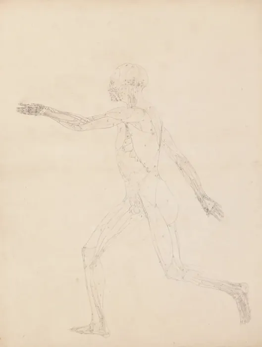 Framed Print : Study of the Human Figure, Lateral View, diagram for key to table XIII, from A Comparative Anatomical Exposition of the Structure of the Human Body with that of a Tiger and a Common Fowl, 1795-1806 (graphite on heavy wove paper)