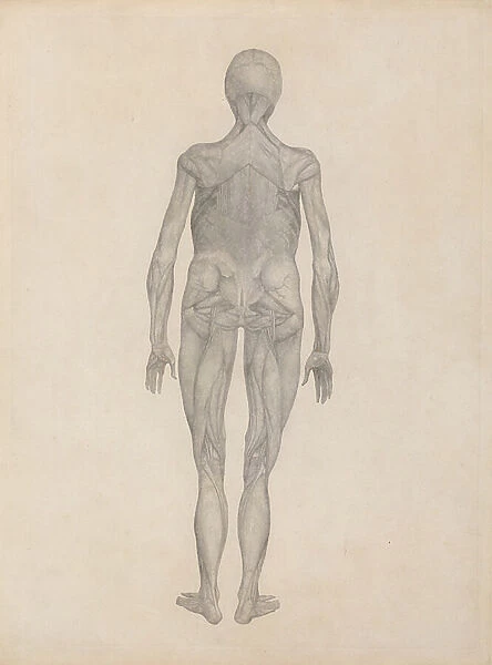 Study of the Human Figure, Posterior View, with skin and underlying fascial tissues removed, from A Comparative Anatomical Exposition of the Structure of the Human Body with that of a Tiger and a Common Fowl