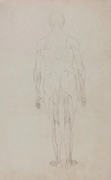 Study of the Human Figure, Posterior View, from A Comparative Anatomical Exposition of the Structure of the Human Body with that of a Tiger and a Common Fowl, c.1795-1806 (graphite & ink on paper)
