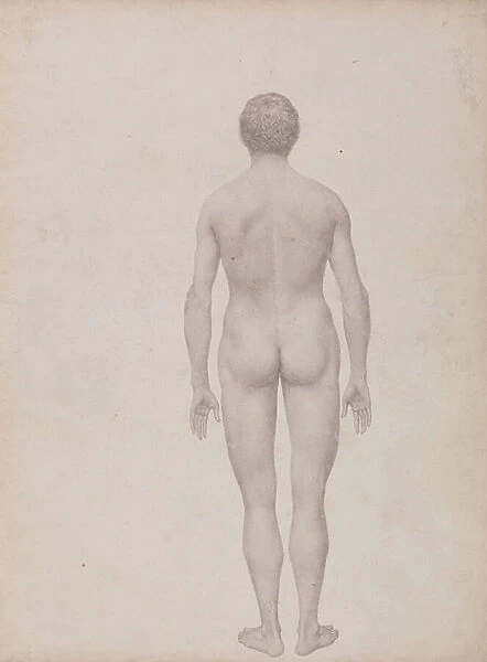 Study of the Human Figure, Posterior View, Undissected, Finished Study for Table VII, from A Comparative Anatomical Exposition of the Structure of the Human Body with that of a Tiger and a Common Fowl, 1795-1806 (graphite on heavy wove paper)