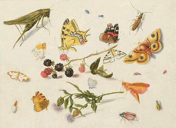 Study of Insects, Flowers and Fruits, 17th century