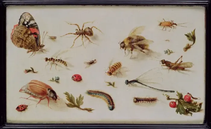 Framed Print : A Study of Insects (oil on panel) Framed Print : A Study of Insects (oil on panel)