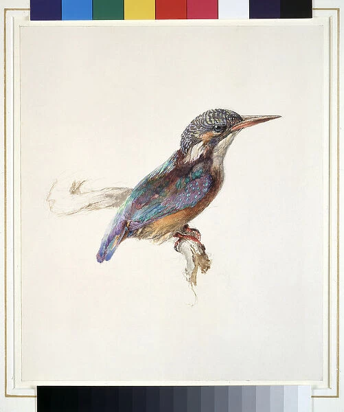 Study of a Kingfisher, with dominant Reference to Colour