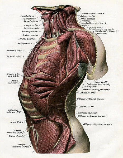 Study of the Muscles of the Human Torso and Neck, 1906 (engraving)