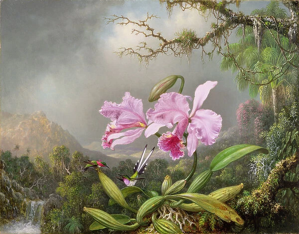 Study of an Orchid, 1872 (oil on canvas)