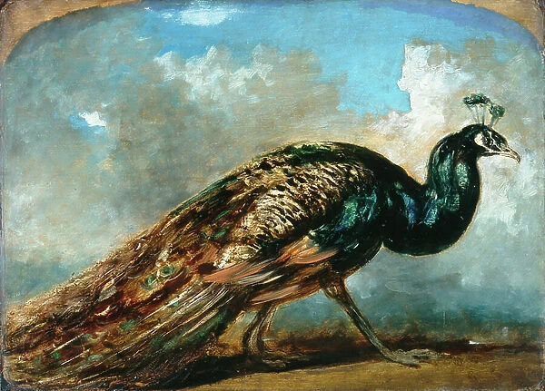 Study of a peacock (oil on millboard)