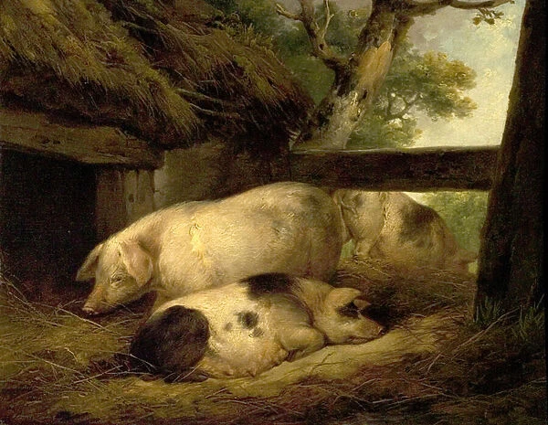 Study of Pigs (oil on wood)
