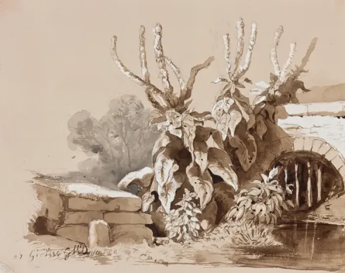 Framed Print : Study of plants by a ditch, with additions by an instructor, 1856 (pencil Framed Print : Study of plants by a ditch, with additions by an instructor, 1856 (pencil