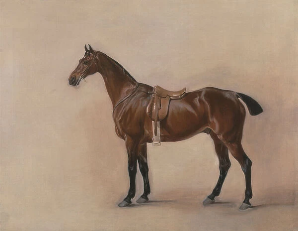 Study of a Saddled Bay Hunter, 1828 (oil on canvas)
