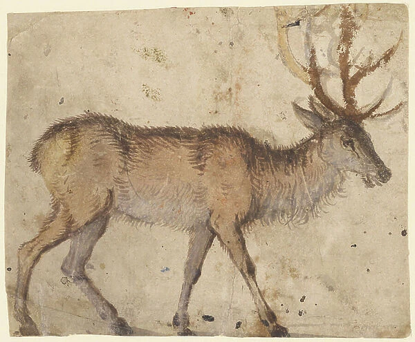 Study of a Stag (recto), c. 1520-30 (brush with brown wash, heightened with white gouache)
