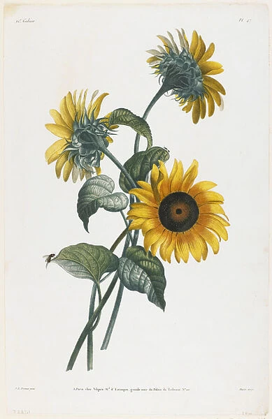 Study of Sunflowers, 1805 (stipple engraving)