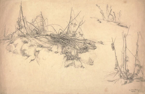 Study of a thistle, March 24, 1855 (graphite on paper)