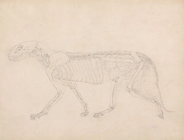 Study of a Tiger, Lateral View, Abdominal Viscera Exposed, from A Comparative Anatomical Exposition of the Structure of the Human Body with that of a Tiger and a Common Fowl, c.1795-1806 (graphite on cartridge paper)
