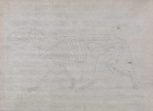 Study of a Tiger, Lateral View, from A Comparative Anatomical Exposition of the Structure of the Human Body with that of a Tiger and a Common Fowl, 1795-1806 (graphite on thin wove paper)