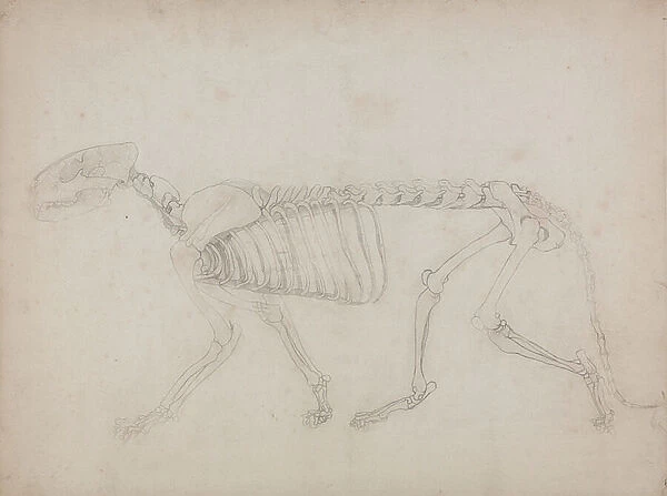 Study of a Tiger, Lateral View, from A Comparative Anatomical Exposition of the Structure of the Human Body with that of a Tiger and a Common Fowl, 1795-1806 (graphite on heavy wove paper)