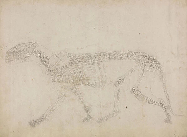 Study of a Tiger, Lateral View, from A Comparative Anatomical Exposition of the Structure of the Human Body with that of a Tiger and a Common Fowl, 1795-1806 (graphite on heavy wove paper)