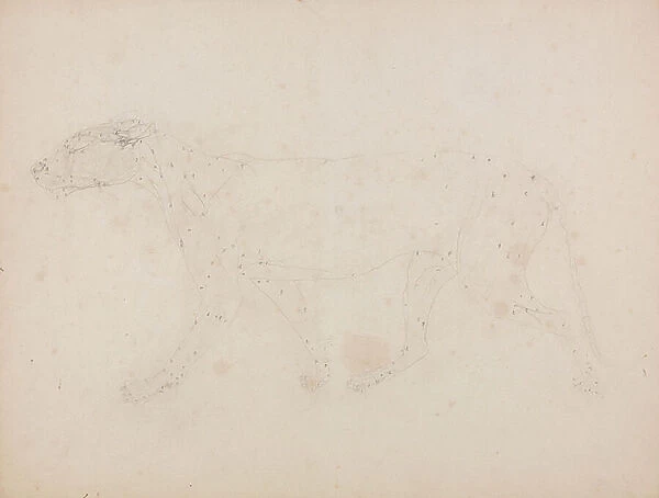 Study of a Tiger, Lateral View, from A Comparative Anatomical Exposition of the Structure of the Human Body with that of a Tiger and a Common Fowl, 1795-1806 (graphite on wove paper)