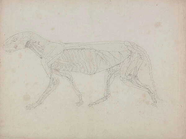 Study of a Tiger, Lateral View, from A Comparative Anatomical Exposition of the Structure of the Human Body with that of a Tiger and a Common Fowl, c.1795-1806 (graphite on cartridge paper)