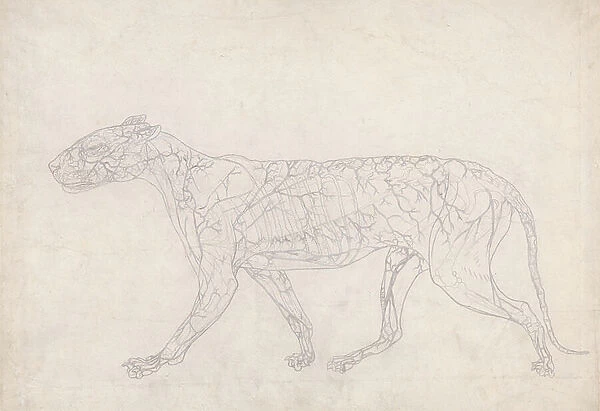 Study of a Tiger, Lateral View, Diagram Showing the Subcutaneous Blood Supply, from A Comparative Anatomical Exposition of the Structure of the Human Body with that of a Tiger and a Common Fowl