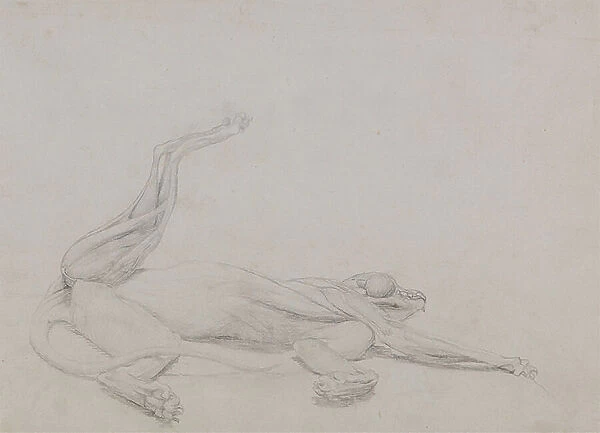 Study of a Tiger, Recumbent, Viewed Ventrally, from A Comparative Anatomical Exposition of the Structure of the Human Body with that of a Tiger and a Common Fowl, 1795-1806 (graphite on thin wove paper)