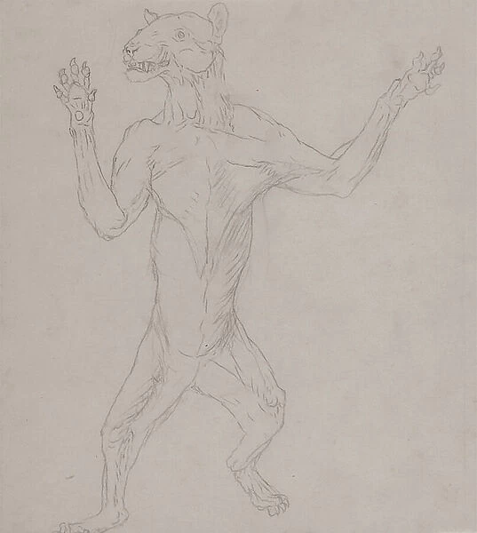 Study of a Tiger, Standing in Human Posture, from A Comparative Anatomical Exposition of the Structure of the Human Body with that of a Tiger and a Common Fowl, 1795-1806 (graphite on thin wove paper)