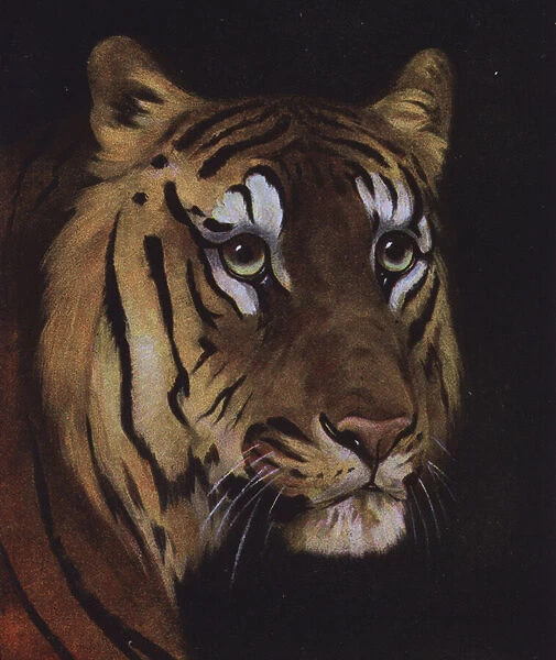 Study of a tigers head (colour litho)