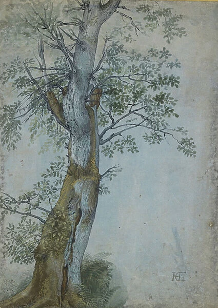 Study of a Tree, 1597-99 (pen in dark brown ink, brush in w  /  c & bodycolour