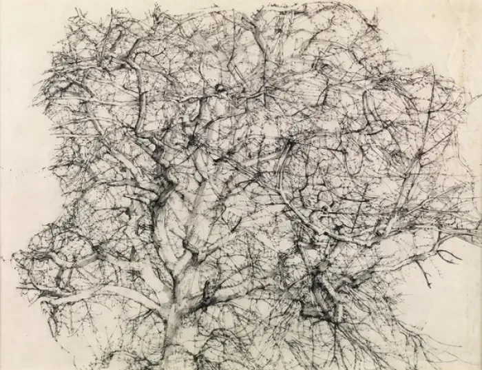 Framed Print : Study of a Tree (pencil) Framed Print : Study of a Tree (pencil)