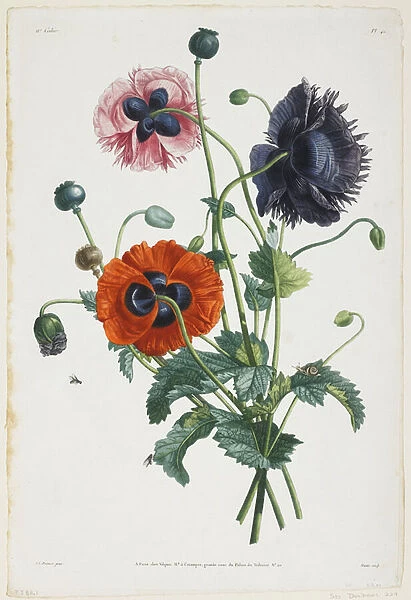Study of Three Types of Poppies, 1805 (colour stipple engraving)