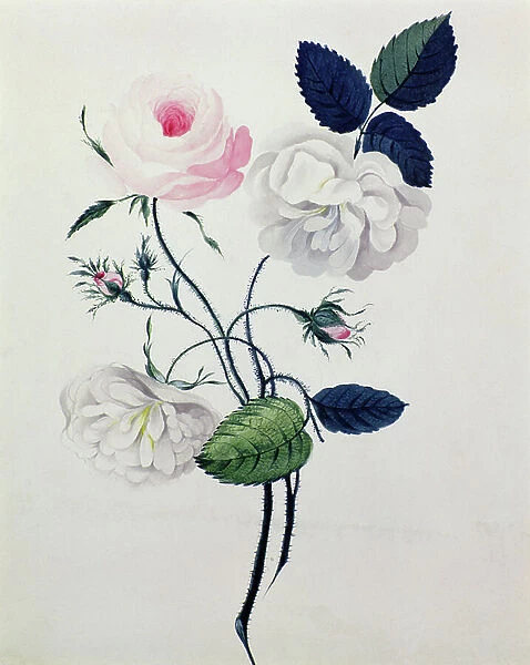 Study of White and Pink Roses, c. 1820 (w / c on paper)