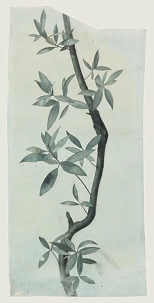 Study of Willow Leaves, c. 1857 (pencil & w / c on paper)