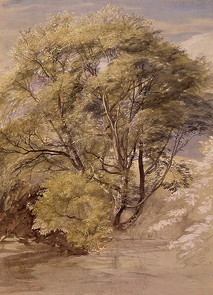 Study of a Willow Tree, c. 1850 (w / c on paper)