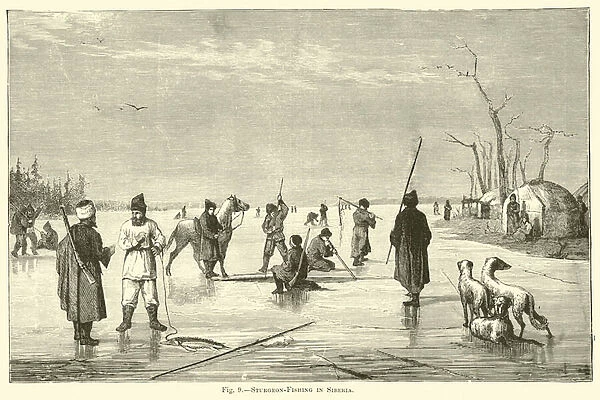 Sturgeon-Fishing in Siberia (engraving)