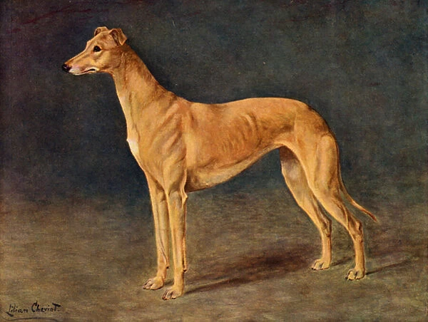 The Successful Coursing Greyhound Bitch Age of Gold (colour litho)