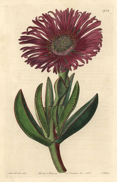 Succulent plant Carpobrotus, native to South Africa - Strong water by S. Watts from an illustration by Sarah Anne Drake (1803-1857), from the Botanical Register, 1834, by Sydenham Edwards (1768-1819) - Sally-my-Handsome