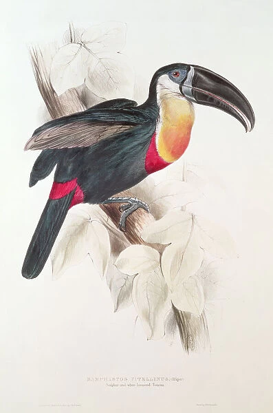 Sulphur and white breasted Toucan, 19th century (colour lithograph)