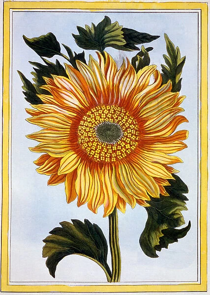 Sunflower, c. 1766 (hand-coloured engraving)