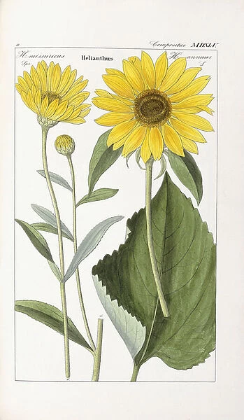 Sunflower (Helianthus), 1854 (hand-coloured engraving)