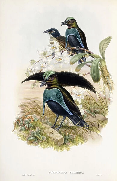 Superb Bird of Paradise (Lophorhina Superba), 1875-1888 (hand-coloured lithograph)