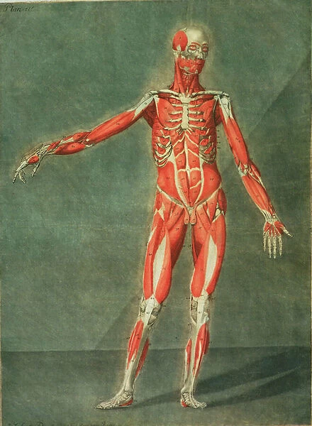 Superficial Muscular System of the Front of the Body, plate 4 from a complete course of